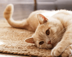 Pet stains on carpet