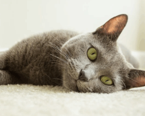 Pet stains on carpet