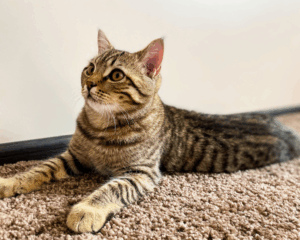 Pet stains on carpet